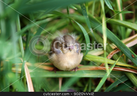To use this stock image in your creative project, please select the size you need over to the right and click the "Add to Cart" button.
Your downloaded image will come with the Cutcaster watermark removed so don’t worry about the watermark you see on this page. Fledgling chaffinch alone in tall grass stock photo, Fledgling chaffinch sitting with its eyes closed in tall grass by Sarah Marchant