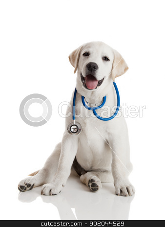 Veterinarian dog Veterinarian dog stock photo, Beautiful labrador retriever with a stethoscope on his neck, isolated on white by ikostudio