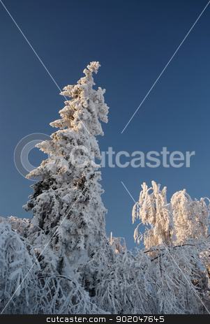 To use this stock image in your creative project, please select the size you need over to the right and click the "Add to Cart" button.
Your downloaded image will come with the Cutcaster watermark removed so don’t worry about the watermark you see on this page. The old fir & oak trees covered with a thick layer of rime in Oj stock photo, The old fir & oak trees covered with a thick layer of rime in Ojcowski National Park, Poland. by Kaja Twardy
