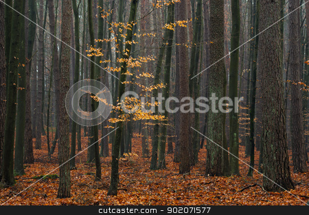 Hornbeam tree in forest. Hornbeam tree in forest. stock photo, Hornbeam tree in forest - fallen red autumn leaves. by Piotr Skubisz