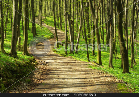 Path path stock photo, path is in the green forest by Vitaliy Pakhnyushchyy