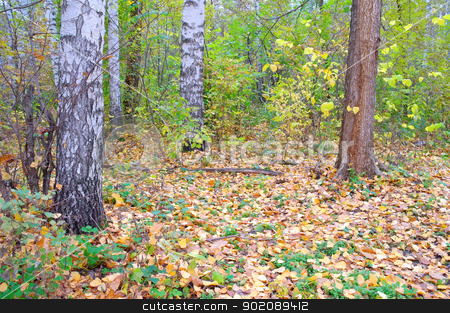 To use this stock image in your creative project, please select the size you need over to the right and click the "Add to Cart" button.
Your downloaded image will come with the Cutcaster watermark removed so don’t worry about the watermark you see on this page. In autumn birch forest. stock photo, In autumn forest. Birch grove with yellow leaves. by Sergei Devyatkin