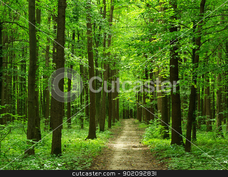 To use this stock image in your creative project, please select the size you need over to the right and click the "Add to Cart" button.
Your downloaded image will come with the Cutcaster watermark removed so don’t worry about the watermark you see on this page. forest stock photo, path is in the green forest by Vitaliy Pakhnyushchyy