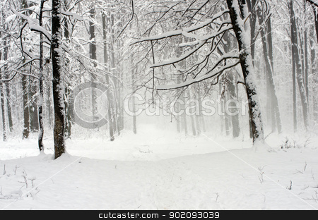 winter forest winter forest stock photo, beautiful winter forest and the road by Vitaliy Pakhnyushchyy