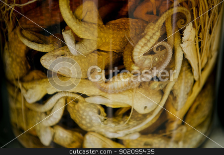 To use this stock image in your creative project, please select the size you need over to the right and click the "Add to Cart" button.
Your downloaded image will come with the Cutcaster watermark removed so don’t worry about the watermark you see on this page. pickled animals traditional medicine in vietnam stock photo, pickled animals traditional medicine in vietnam by travelphotography