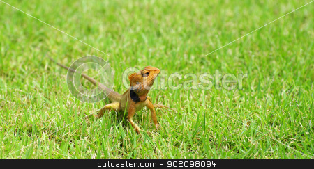 To use this stock image in your creative project, please select the size you need over to the right and click the "Add to Cart" button.
Your downloaded image will come with the Cutcaster watermark removed so don’t worry about the watermark you see on this page. lizard stock photo, lizard strolling in the grass by Vitaliy Pakhnyushchyy