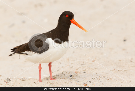An oystercatcher An oystercatcher stock photo, An oystercatcher on the beach by michaklootwijk