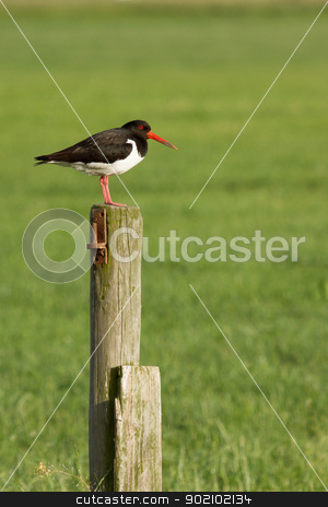 To use this stock image in your creative project, please select the size you need over to the right and click the "Add to Cart" button.
Your downloaded image will come with the Cutcaster watermark removed so don’t worry about the watermark you see on this page. An oystercatcher on a pole stock photo, An oystercatcher on a pole in Holland by michaklootwijk