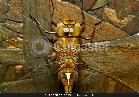 To use this stock image in your creative project, please select the size you need over to the right and click the "Add to Cart" button.
Your downloaded image will come with the Cutcaster watermark removed so don’t worry about the watermark you see on this page. A close-up of a dragonfly stock photo, A close-up of a dragonfly with a wooden background by michaklootwijk