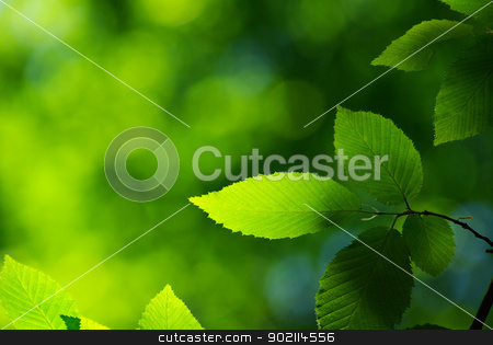 leaves leaves stock photo, green leaves background in sunny day by Vitaliy Pakhnyushchyy