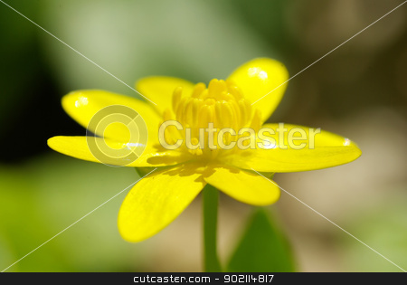 flowers flowers stock photo, abstract yellow flowers on field by Vitaliy Pakhnyushchyy