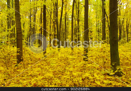 To use this stock image in your creative project, please select the size you need over to the right and click the "Add to Cart" button.
Your downloaded image will come with the Cutcaster watermark removed so don’t worry about the watermark you see on this page. autumn forest stock photo, Early morning sun in the autumn forest by Vitaliy Pakhnyushchyy