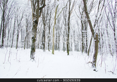 To use this stock image in your creative project, please select the size you need over to the right and click the "Add to Cart" button.
Your downloaded image will come with the Cutcaster watermark removed so don’t worry about the watermark you see on this page. forest stock photo, beautiful winter forest and the road by Vitaliy Pakhnyushchyy