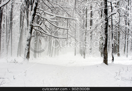 winter forest winter forest stock photo, beautiful winter forest and the road by Vitaliy Pakhnyushchyy