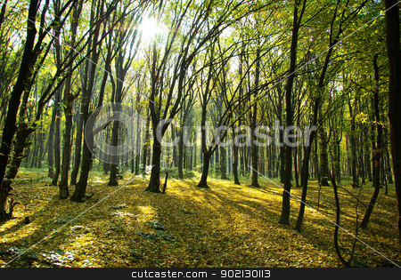 Autumn forest autumn forest stock photo, Autumn forest with the cut through rays of a sun by Vitaliy Pakhnyushchyy