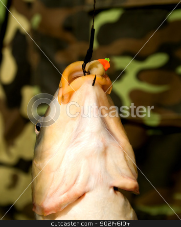 To use this stock image in your creative project, please select the size you need over to the right and click the "Add to Cart" button.
Your downloaded image will come with the Cutcaster watermark removed so don’t worry about the watermark you see on this page. carp fish on hook stock photo, carp fish on hook ,on green background. by Vladyslav Danilin