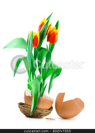 To use this stock image in your creative project, please select the size you need over to the right and click the "Add to Cart" button.
Your downloaded image will come with the Cutcaster watermark removed so don’t worry about the watermark you see on this page. tulips in egg stock photo, tulips growing from easter egg Isolated on white background by Vladyslav Danilin
