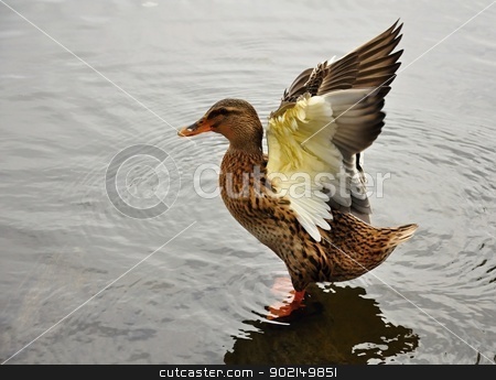 To use this stock image in your creative project, please select the size you need over to the right and click the "Add to Cart" button.
Your downloaded image will come with the Cutcaster watermark removed so don’t worry about the watermark you see on this page. Duck stock photo, Female duck spreads its wings in a lake by Ondrej Vladyka