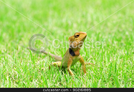 lizard lizard stock photo, lizard strolling in the grass by Vitaliy Pakhnyushchyy