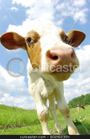 To use this stock image in your creative project, please select the size you need over to the right and click the "Add to Cart" button.
Your downloaded image will come with the Cutcaster watermark removed so don’t worry about the watermark you see on this page. cow stock photo, cow in the field looking at you by Vitaliy Pakhnyushchyy