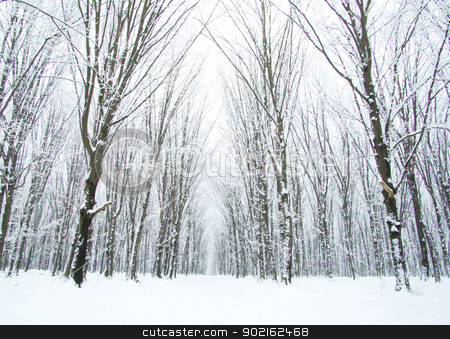 Winter forest winter forest stock photo, beautiful winter forest and the road by Vitaliy Pakhnyushchyy