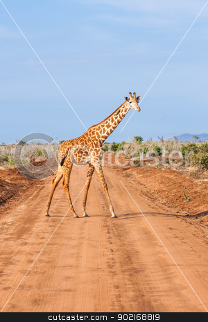To use this stock image in your creative project, please select the size you need over to the right and click the "Add to Cart" button.
Your downloaded image will come with the Cutcaster watermark removed so don’t worry about the watermark you see on this page. Free Giraffe in Kenya stock photo, Kenya, Tsavo East National Park. Free giraffe in sunset light. by Perseomedusa