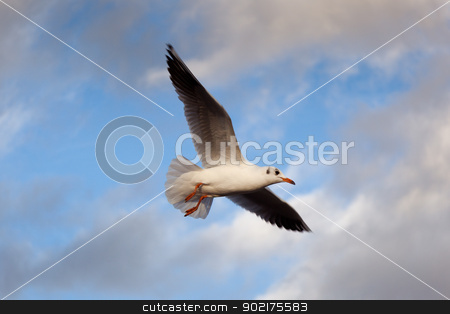 To use this stock image in your creative project, please select the size you need over to the right and click the "Add to Cart" button.
Your downloaded image will come with the Cutcaster watermark removed so don’t worry about the watermark you see on this page. Seagull on fly, Paris, France stock photo, Seagull on fly, Paris, France by B.F.