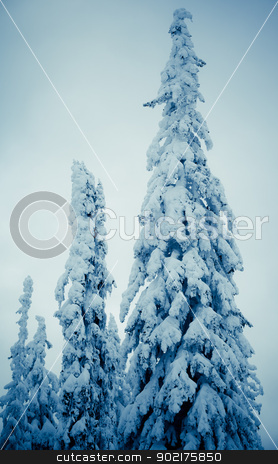 To use this stock image in your creative project, please select the size you need over to the right and click the "Add to Cart" button.
Your downloaded image will come with the Cutcaster watermark removed so don’t worry about the watermark you see on this page. winter spruce stock photo, A cold scene in winter of snow covered spruce trees by Anatoliy Nykilchyk
