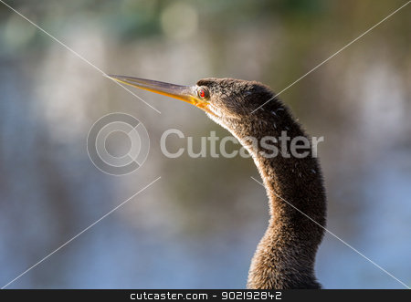 To use this stock image in your creative project, please select the size you need over to the right and click the "Add to Cart" button.
Your downloaded image will come with the Cutcaster watermark removed so don’t worry about the watermark you see on this page. Close up of Anhinga bird in Everglades stock photo, Backlit anhinga bird with close up of head and red eye in Florida Everglades by Steven Heap
