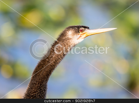 To use this stock image in your creative project, please select the size you need over to the right and click the "Add to Cart" button.
Your downloaded image will come with the Cutcaster watermark removed so don’t worry about the watermark you see on this page. Close up of Anhinga bird in Everglades stock photo, Backlit anhinga bird with close up of head and red eye in Florida Everglades by Steven Heap