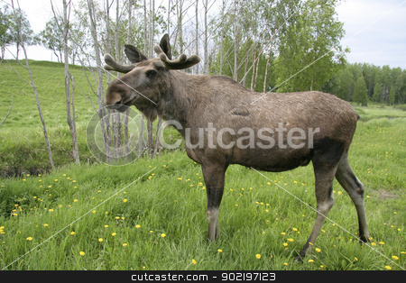 To use this stock image in your creative project, please select the size you need over to the right and click the "Add to Cart" button.
Your downloaded image will come with the Cutcaster watermark removed so don’t worry about the watermark you see on this page. Moose stock photo, Moose in the forest in Sweden by Ingvar Bjork