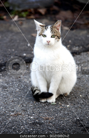 A Cat A Cat stock photo, White cat sitting still on the road by Fabio Alcini