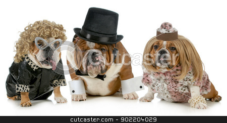 To use this stock image in your creative project, please select the size you need over to the right and click the "Add to Cart" button.
Your downloaded image will come with the Cutcaster watermark removed so don’t worry about the watermark you see on this page. lucky man stock photo, males bulldog with two females all dressed in formal clothing isolated on white background by John McAllister