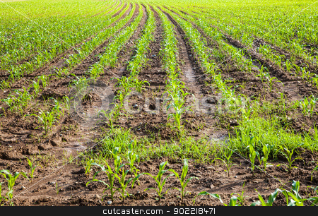 To use this stock image in your creative project, please select the size you need over to the right and click the "Add to Cart" button.
Your downloaded image will come with the Cutcaster watermark removed so don’t worry about the watermark you see on this page. Young corn stock photo, Field of green corn in spring season by Perseomedusa