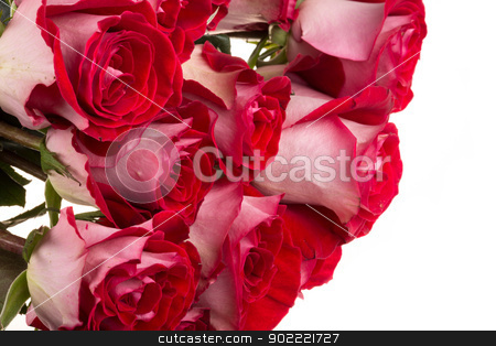 Pink roses isolated on white pink roses isolated on white stock photo, pink roses isolated on white by Andrey Starostin