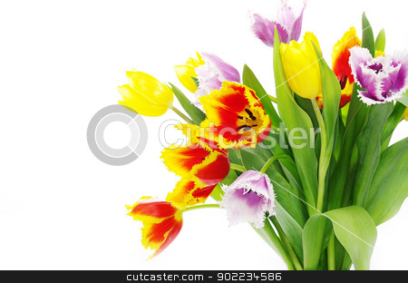 To use this stock image in your creative project, please select the size you need over to the right and click the "Add to Cart" button.
Your downloaded image will come with the Cutcaster watermark removed so don’t worry about the watermark you see on this page. tulips stock photo, bouquet of the tulips on white background by Vitaliy Pakhnyushchyy