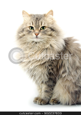 To use this stock image in your creative project, please select the size you need over to the right and click the "Add to Cart" button.
Your downloaded image will come with the Cutcaster watermark removed so don’t worry about the watermark you see on this page. cat stock photo, cat isolated on a white background by Vitaliy Pakhnyushchyy