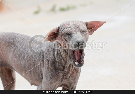 To use this stock image in your creative project, please select the size you need over to the right and click the "Add to Cart" button.
Your downloaded image will come with the Cutcaster watermark removed so don’t worry about the watermark you see on this page. Thai dog sarcoptic mange stock photo, Thai dog skin disease sarcoptic mange with a mouth wide open by Suphatthra China