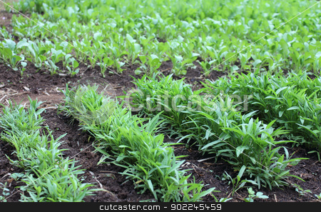 To use this stock image in your creative project, please select the size you need over to the right and click the "Add to Cart" button.
Your downloaded image will come with the Cutcaster watermark removed so don’t worry about the watermark you see on this page. Row of vegetable stock photo, Row of green vegetable in farm ,Laos by Suphatthra China