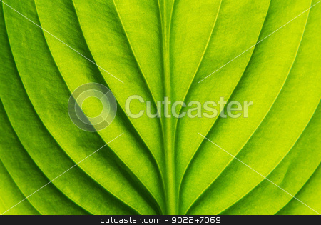 To use this stock image in your creative project, please select the size you need over to the right and click the "Add to Cart" button.
Your downloaded image will come with the Cutcaster watermark removed so don’t worry about the watermark you see on this page. green leaf stock photo, Texture of a green leaf as background by Vitaliy Pakhnyushchyy