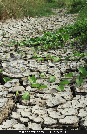 To use this stock image in your creative project, please select the size you need over to the right and click the "Add to Cart" button.
Your downloaded image will come with the Cutcaster watermark removed so don’t worry about the watermark you see on this page. Dry and cracked ground stock photo, Morning glory growing on dry and cracked ground by Suphatthra China