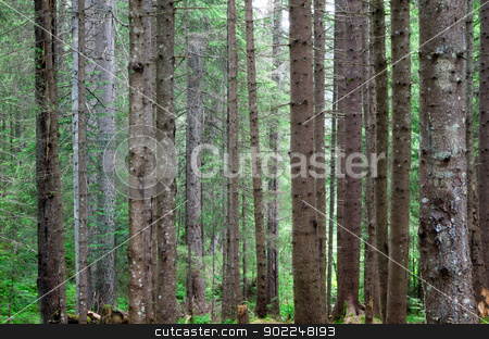 To use this stock image in your creative project, please select the size you need over to the right and click the "Add to Cart" button.
Your downloaded image will come with the Cutcaster watermark removed so don’t worry about the watermark you see on this page. forest stock photo, green forest background in a sunny day by Vitaliy Pakhnyushchyy