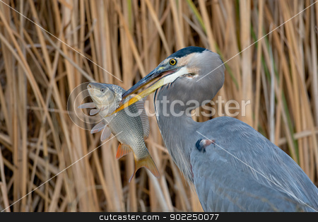 To use this stock image in your creative project, please select the size you need over to the right and click the "Add to Cart" button.
Your downloaded image will come with the Cutcaster watermark removed so don’t worry about the watermark you see on this page. Great Blue Heron (Ardea herodias) stock photo, Adult great blue heron with large fish against a background of reeds. by Glenn Price