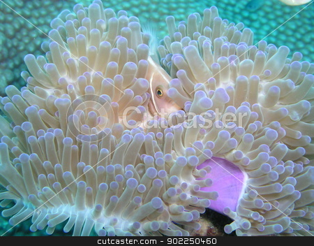 Pink Anemone Fish Pink Anemone Fish stock photo, Pink Anemone Fish in Tao by otohime