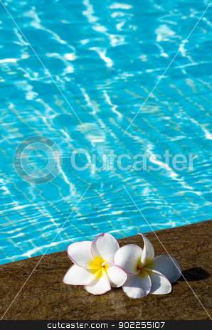 To use this stock image in your creative project, please select the size you need over to the right and click the "Add to Cart" button.
Your downloaded image will come with the Cutcaster watermark removed so don’t worry about the watermark you see on this page. flowers stock photo, Tropical flower Plumeria on swimming pool by Vitaliy Pakhnyushchyy