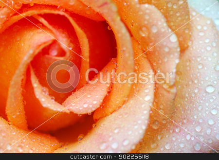 To use this stock image in your creative project, please select the size you need over to the right and click the "Add to Cart" button.
Your downloaded image will come with the Cutcaster watermark removed so don’t worry about the watermark you see on this page. orange rose stock photo, macro of orange rose with water drops by Vitaliy Pakhnyushchyy