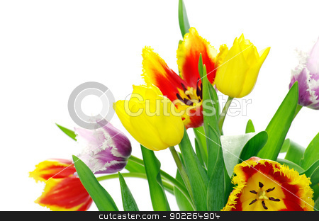 To use this stock image in your creative project, please select the size you need over to the right and click the "Add to Cart" button.
Your downloaded image will come with the Cutcaster watermark removed so don’t worry about the watermark you see on this page. tulips stock photo, bouquet of the tulips on white background by Vitaliy Pakhnyushchyy