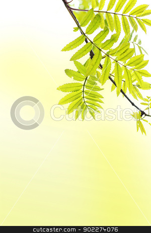 To use this stock image in your creative project, please select the size you need over to the right and click the "Add to Cart" button.
Your downloaded image will come with the Cutcaster watermark removed so don’t worry about the watermark you see on this page. Spring background with ash tree branch stock photo, Spring background with ash tree branch by Juliet Photography