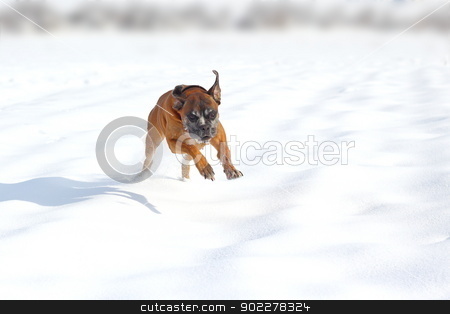 To use this stock image in your creative project, please select the size you need over to the right and click the "Add to Cart" button.
Your downloaded image will come with the Cutcaster watermark removed so don’t worry about the watermark you see on this page. happy dog in snow stock photo, happy boxer breed running in the field in a winter day by coroiu octavian