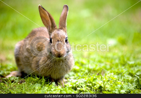 To use this stock image in your creative project, please select the size you need over to the right and click the "Add to Cart" button.
Your downloaded image will come with the Cutcaster watermark removed so don’t worry about the watermark you see on this page. Wild rabbit stock photo, Wild rabbit in the nature by Laurent Renault